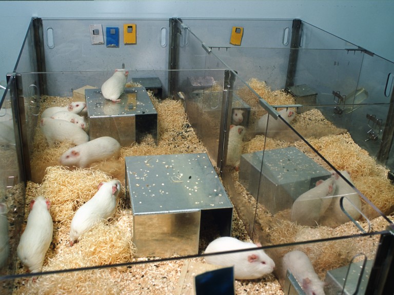 Guinea shop pig enclosure